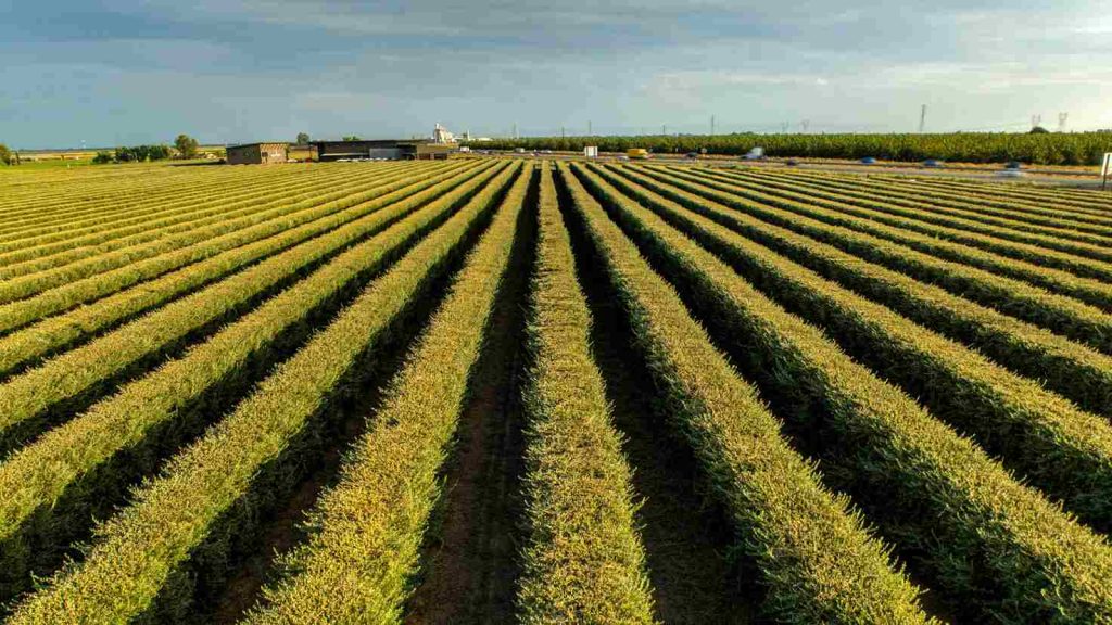 Renta presunta en la agricultura